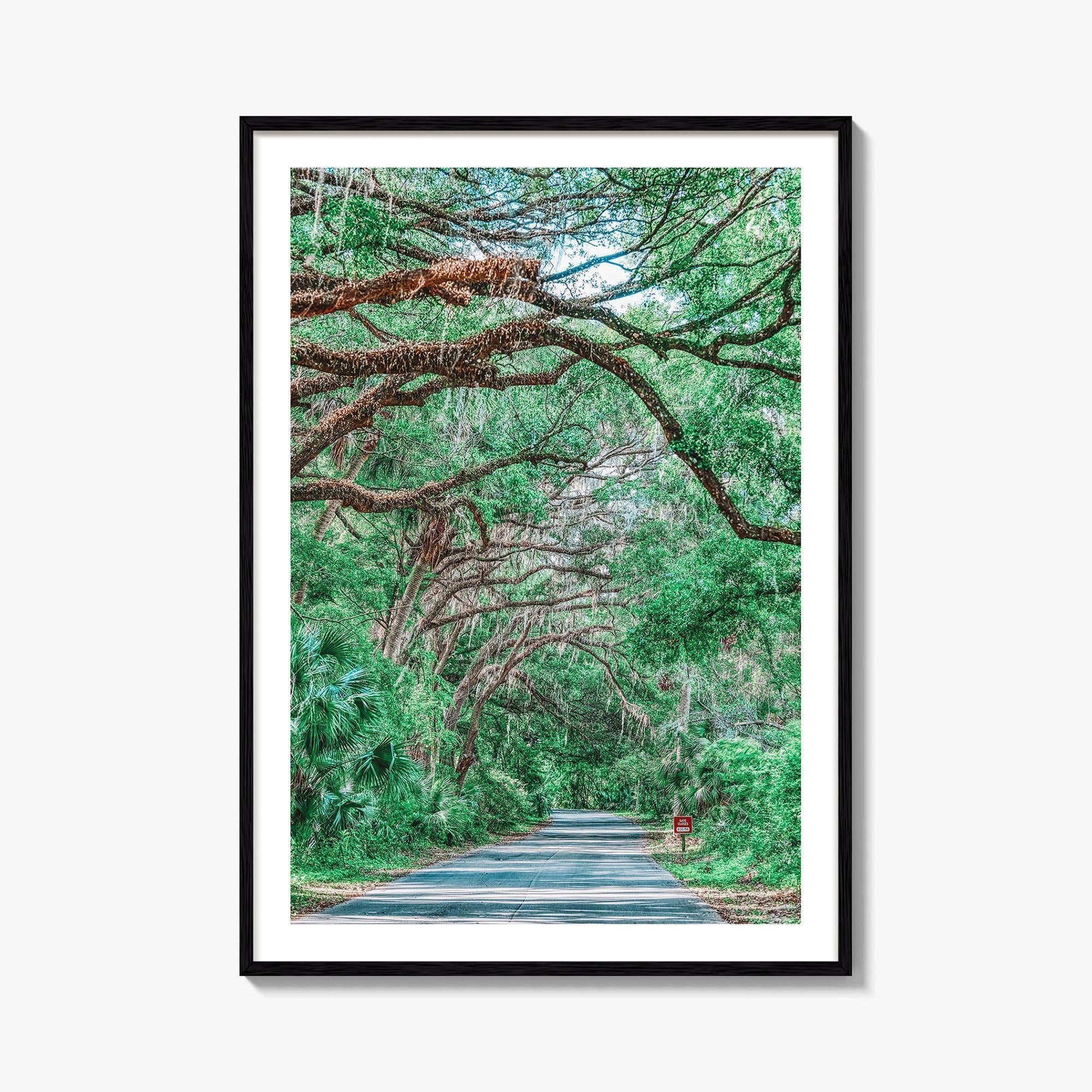 Gainesville Fine Art Photo Print, Paynes Prairie Florida, Live Oak Spanish Moss Poster