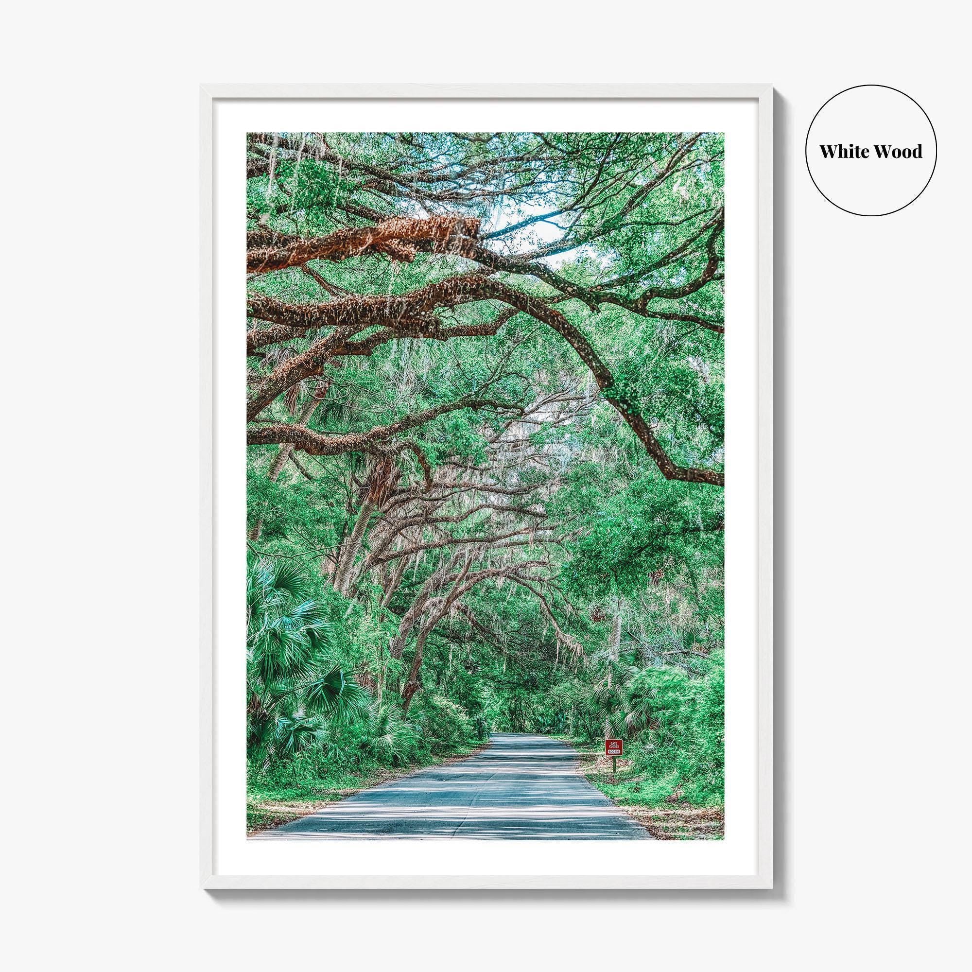 Gainesville Fine Art Photo Print, Paynes Prairie Florida, Live Oak Spanish Moss Poster