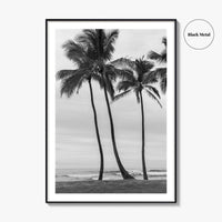 Haleiwa Black and White Fine Art Photo Print, Oahu Palm Trees, Hawaii Poster
