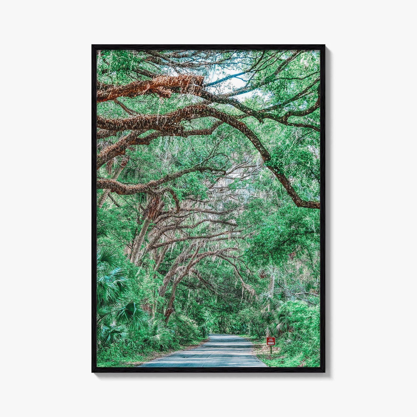 Gainesville Fine Art Photo Print, Paynes Prairie Florida, Live Oak Spanish Moss Poster