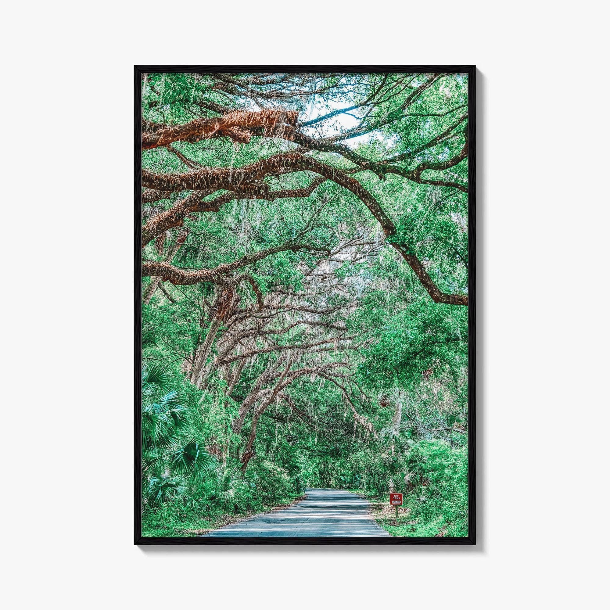 Gainesville Fine Art Photo Print, Paynes Prairie Florida, Live Oak Spanish Moss Poster