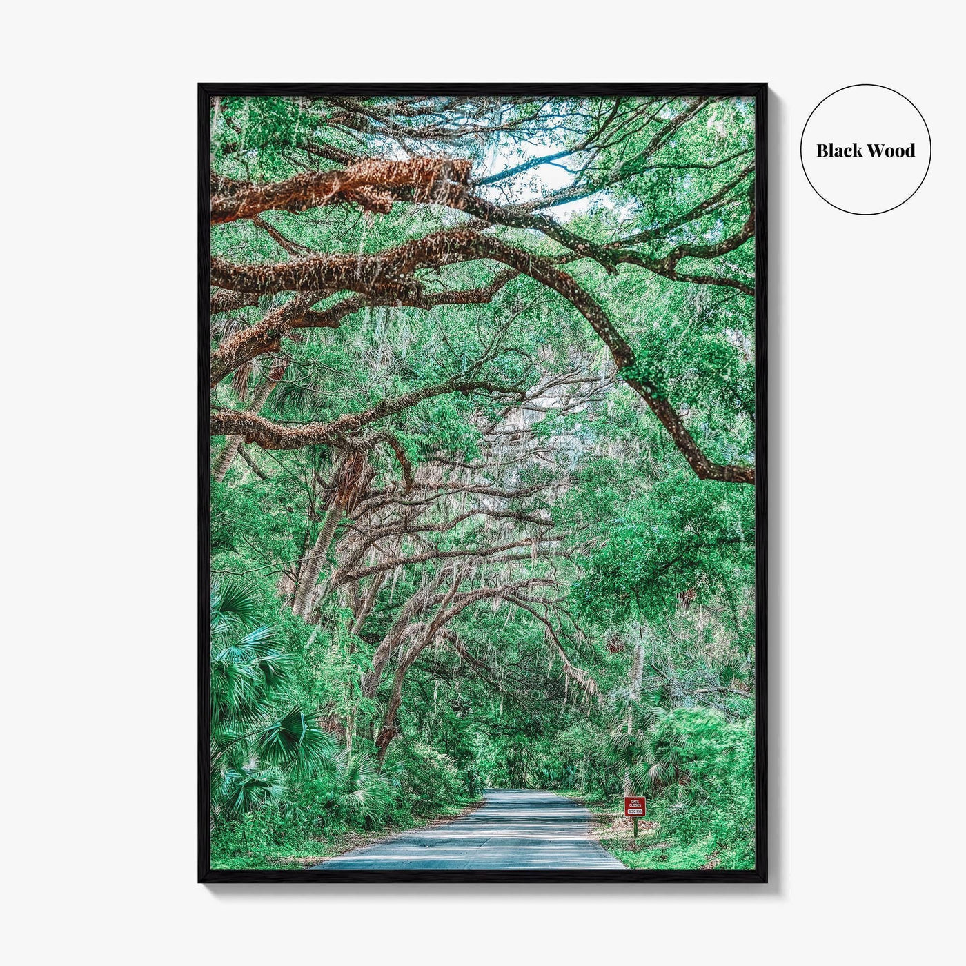 Gainesville Fine Art Photo Print, Paynes Prairie Florida, Live Oak Spanish Moss Poster