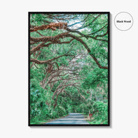 Gainesville Fine Art Photo Print, Paynes Prairie Florida, Live Oak Spanish Moss Poster