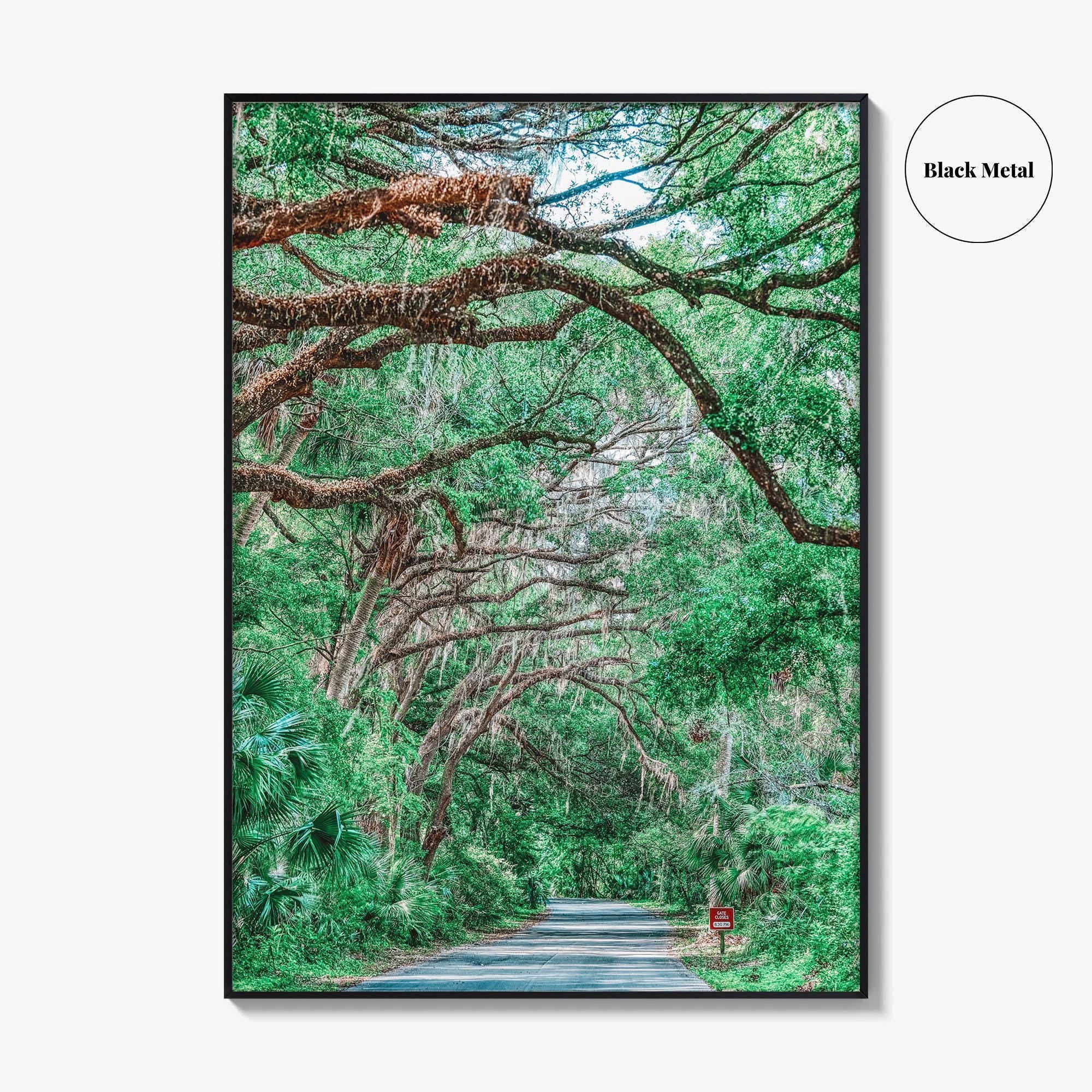 Gainesville Fine Art Photo Print, Paynes Prairie Florida, Live Oak Spanish Moss Poster