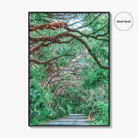 Gainesville Fine Art Photo Print, Paynes Prairie Florida, Live Oak Spanish Moss Poster