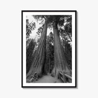 Sequoia National Park Black and White Fine Art Photo Print, Kings Canyon California Poster