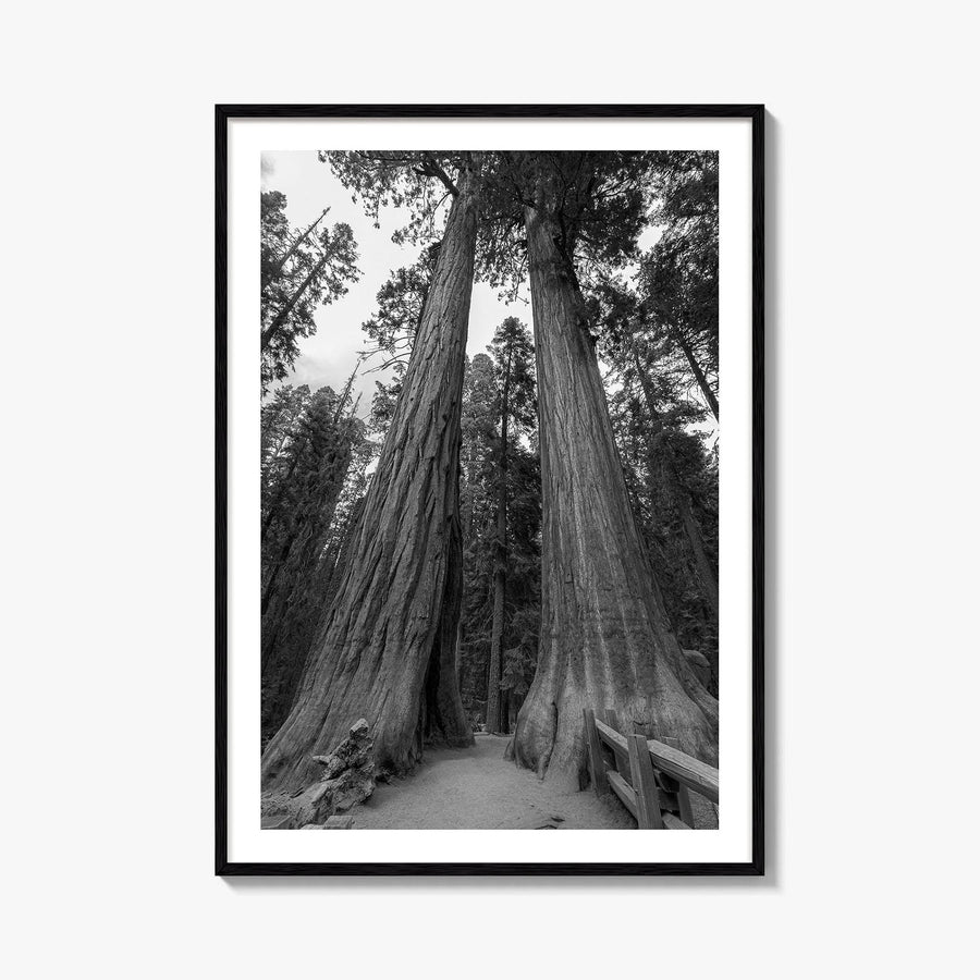 Sequoia National Park Black and White Fine Art Photo Print, Kings Canyon California Poster