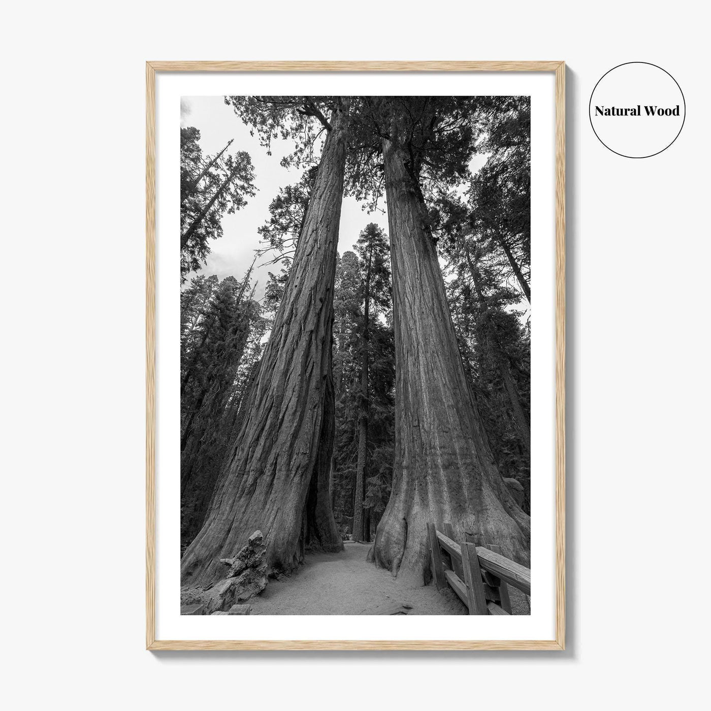 Sequoia National Park Black and White Fine Art Photo Print, Kings Canyon California Poster