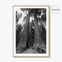 Sequoia National Park Black and White Fine Art Photo Print, Kings Canyon California Poster