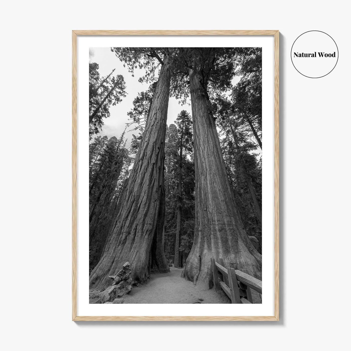 Sequoia National Park Black and White Fine Art Photo Print, Kings Canyon California Poster