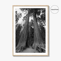 Sequoia National Park Black and White Fine Art Photo Print, Kings Canyon California Poster