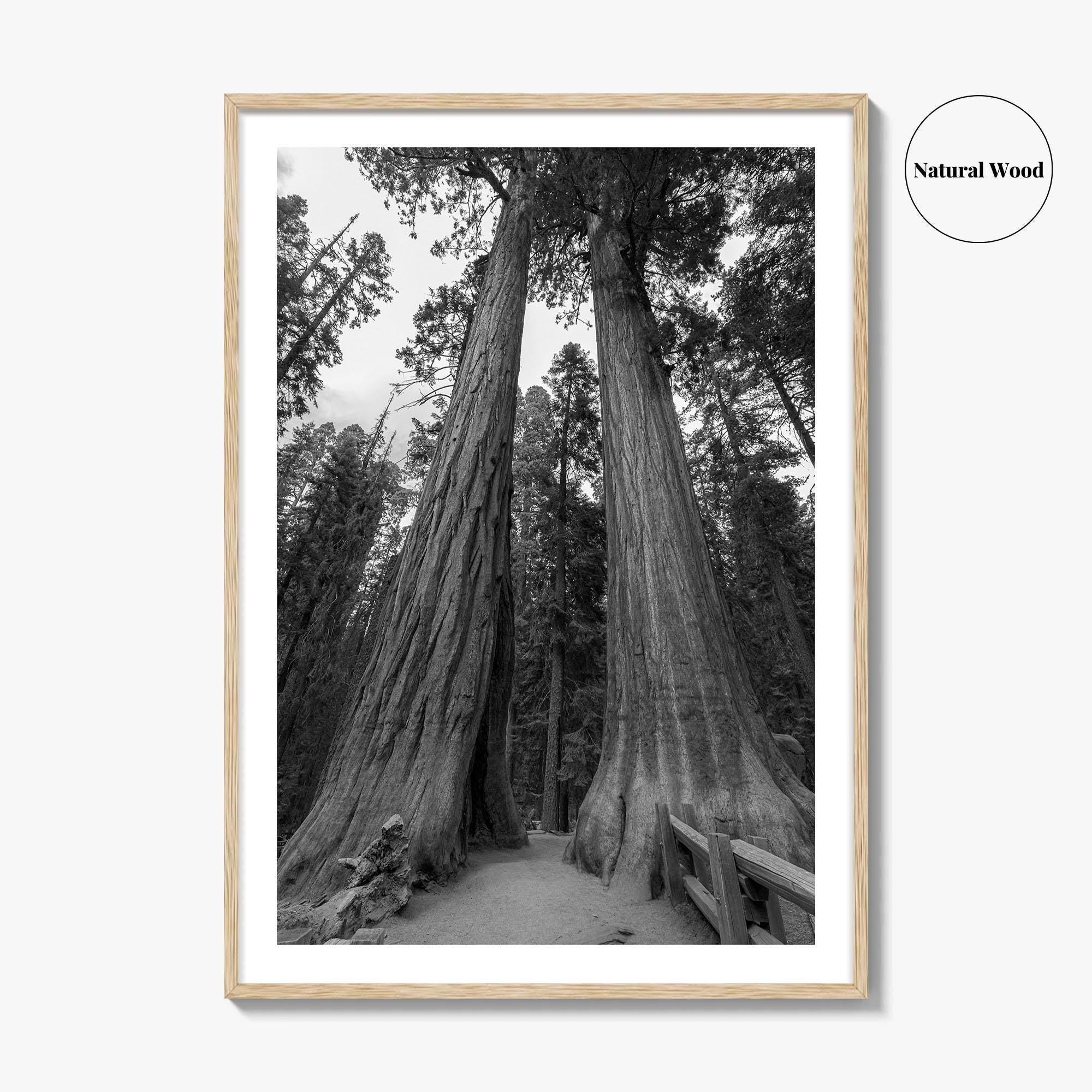 Sequoia National Park Black and White Fine Art Photo Print, Kings Canyon California Poster