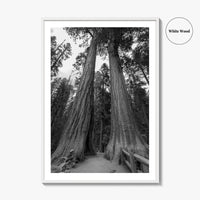 Sequoia National Park Black and White Fine Art Photo Print, Kings Canyon California Poster