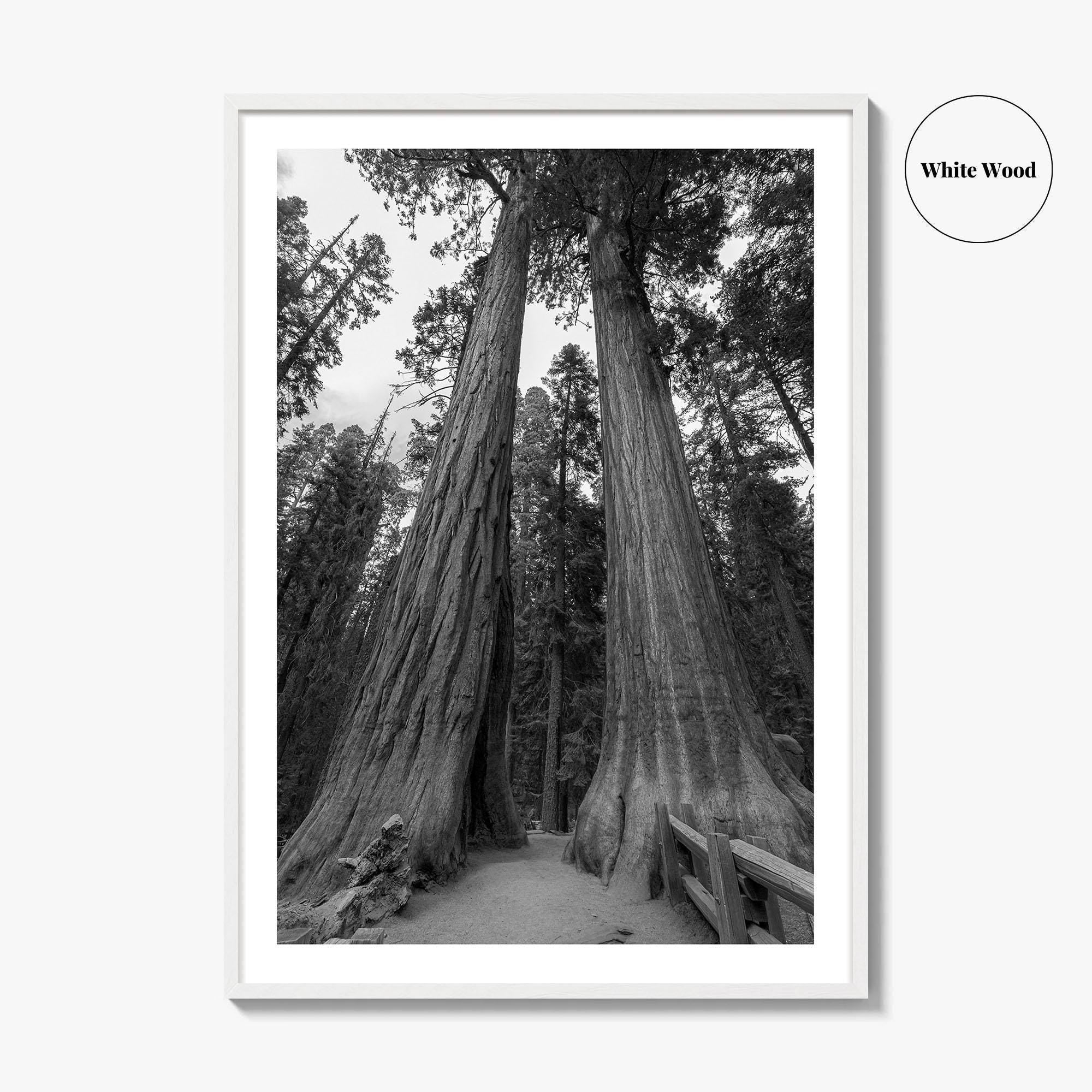Sequoia National Park Black and White Fine Art Photo Print, Kings Canyon California Poster