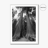 Sequoia National Park Black and White Fine Art Photo Print, Kings Canyon California Poster