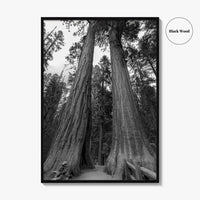 Sequoia National Park Black and White Fine Art Photo Print, Kings Canyon California Poster