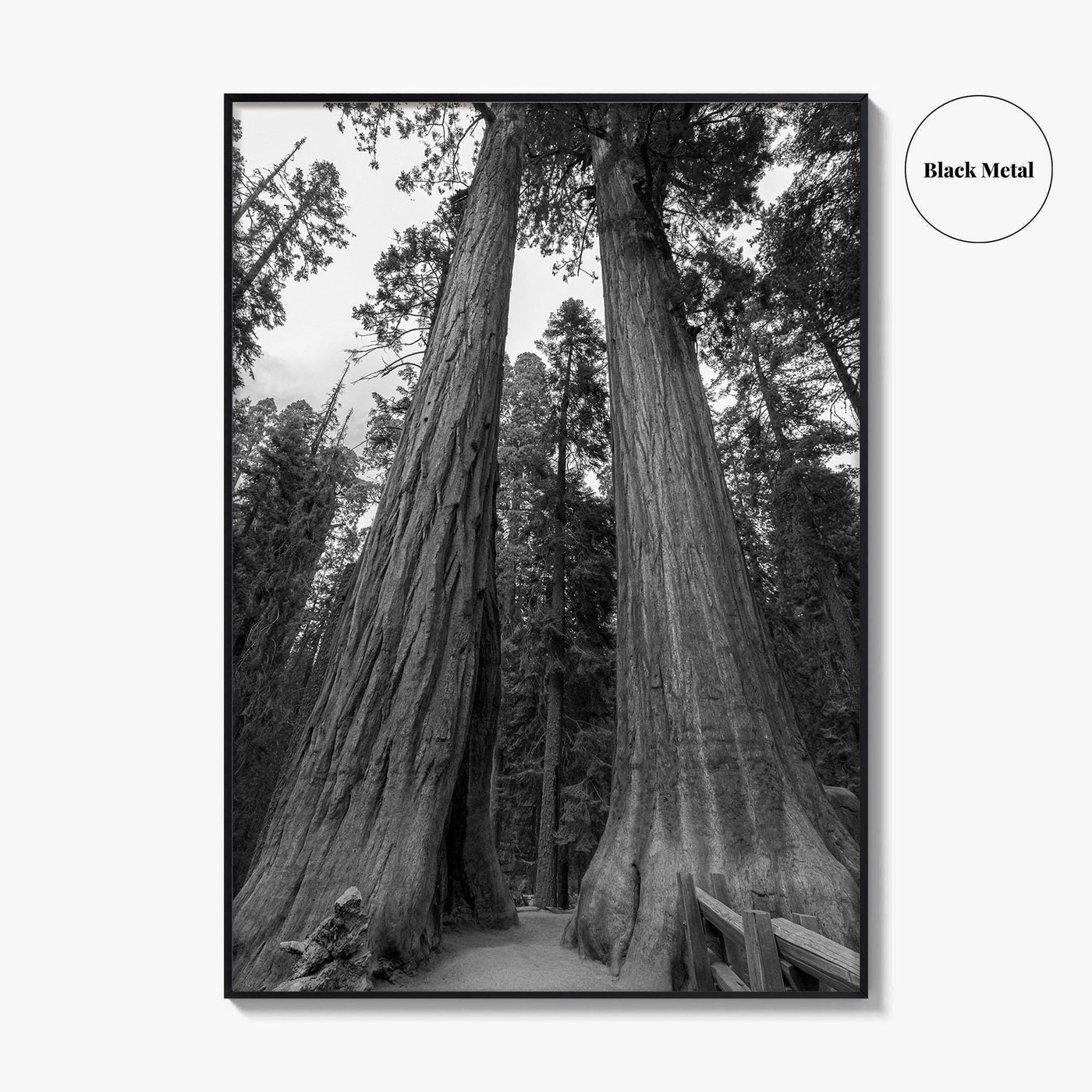 Sequoia National Park Black and White Fine Art Photo Print, Kings Canyon California Poster