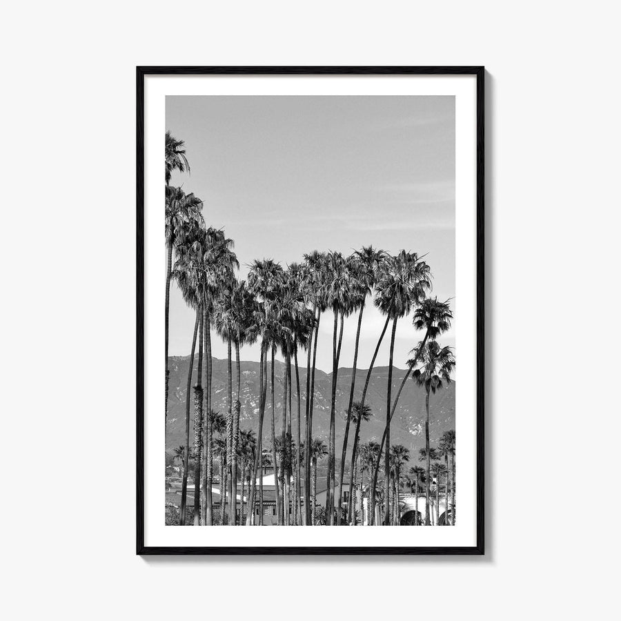 Santa Barbara Black and White Fine Art Photo Print, Palm Trees, California Poster