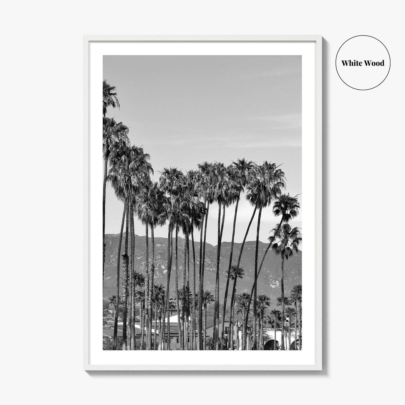 Santa Barbara Black and White Fine Art Photo Print, Palm Trees, California Poster