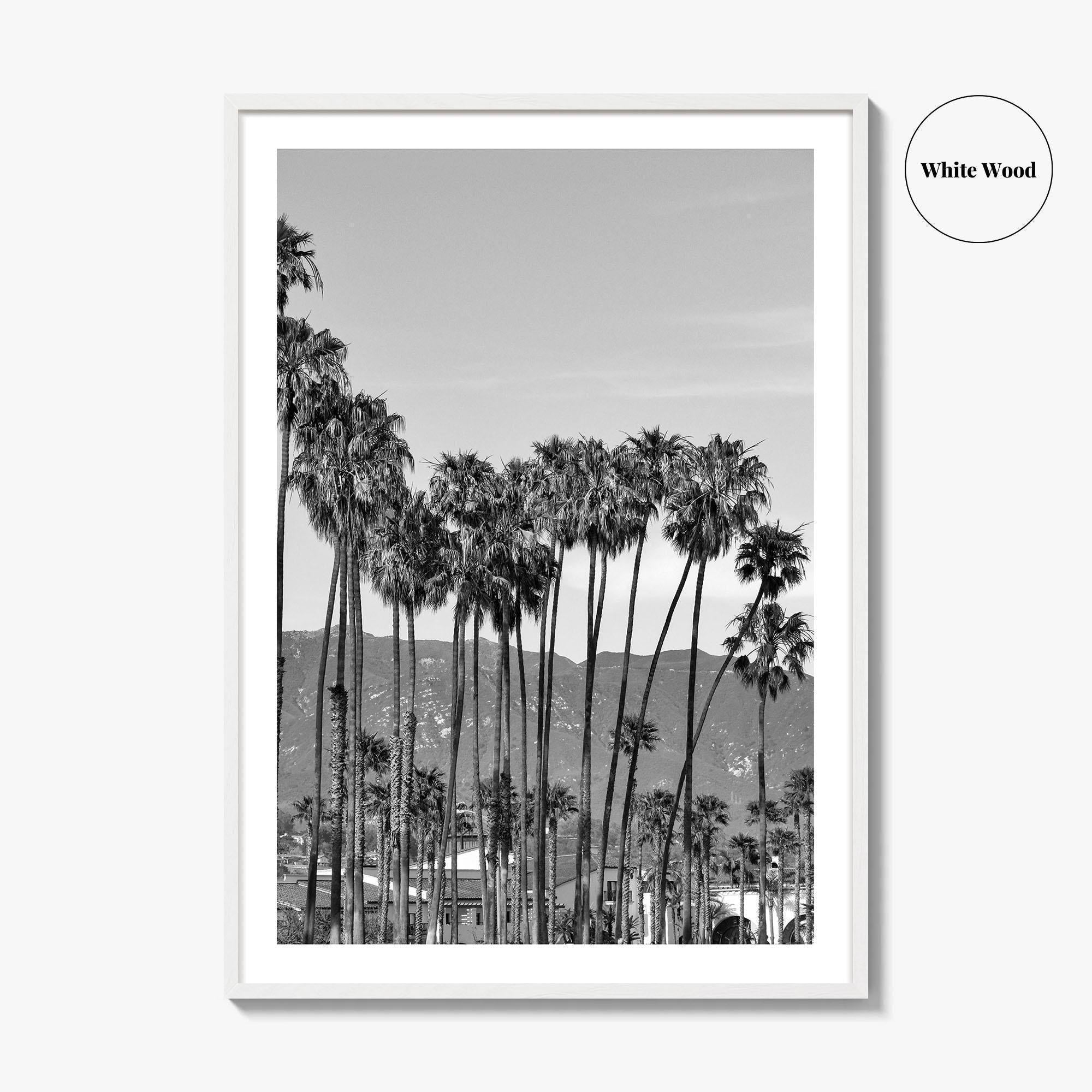 Santa Barbara Black and White Fine Art Photo Print, Palm Trees, California Poster