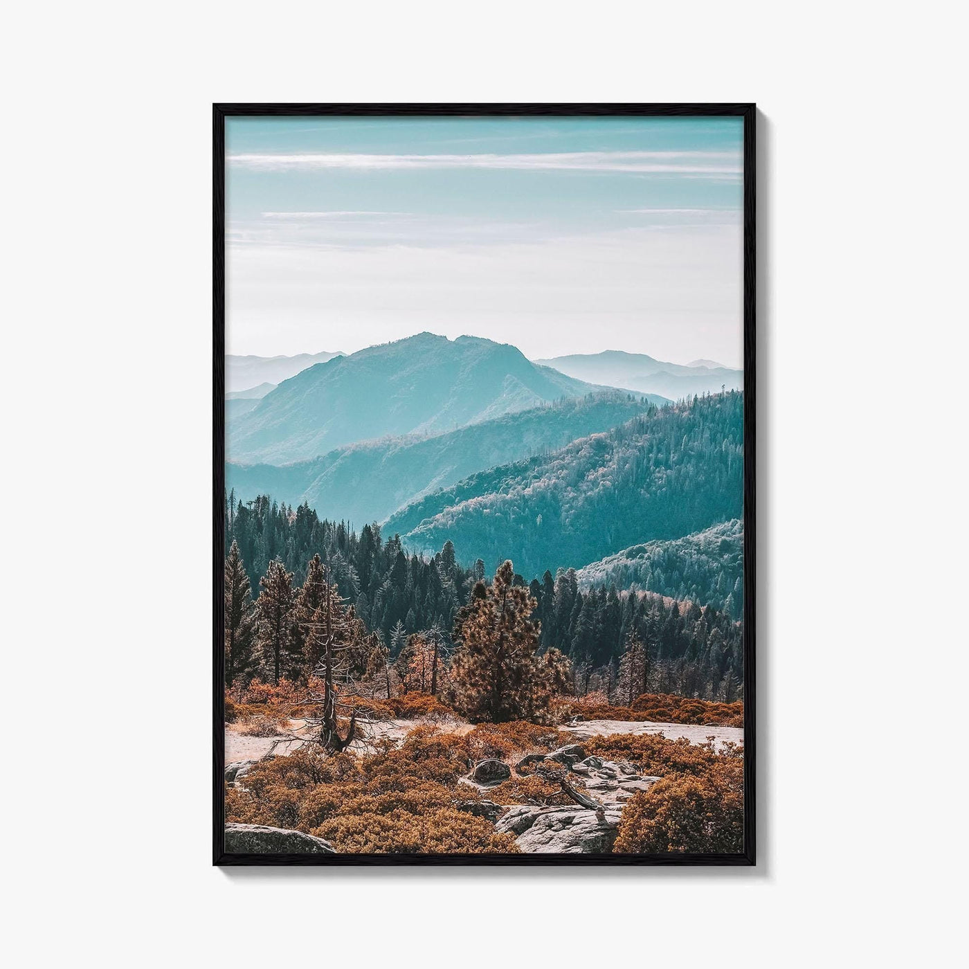 Sequoia National Park Fine Art Photo Print, Redwood Trees, California Poster, USA