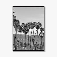 Santa Barbara Black and White Fine Art Photo Print, Palm Trees, California Poster