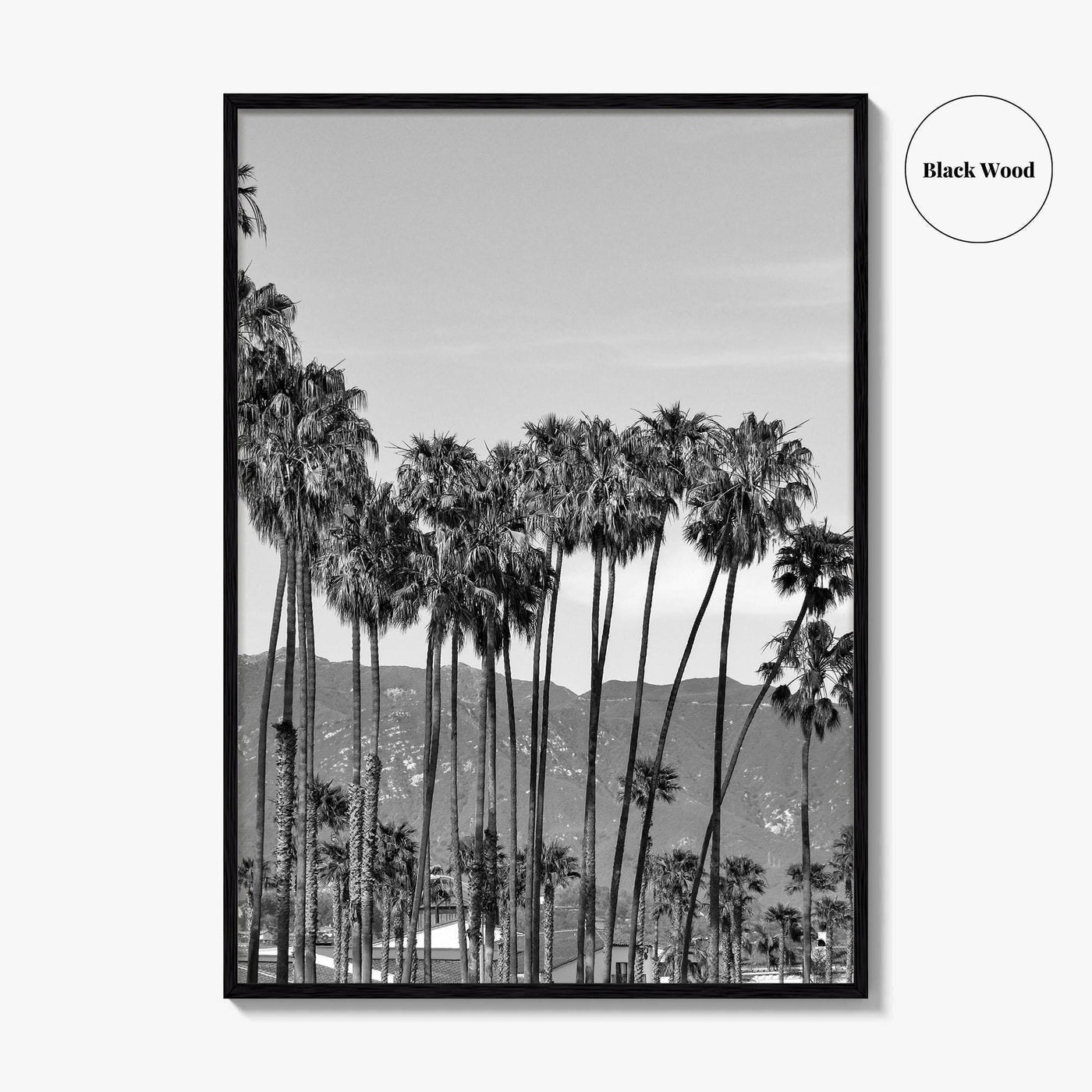 Santa Barbara Black and White Fine Art Photo Print, Palm Trees, California Poster
