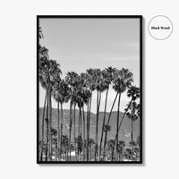 Santa Barbara Black and White Fine Art Photo Print, Palm Trees, California Poster