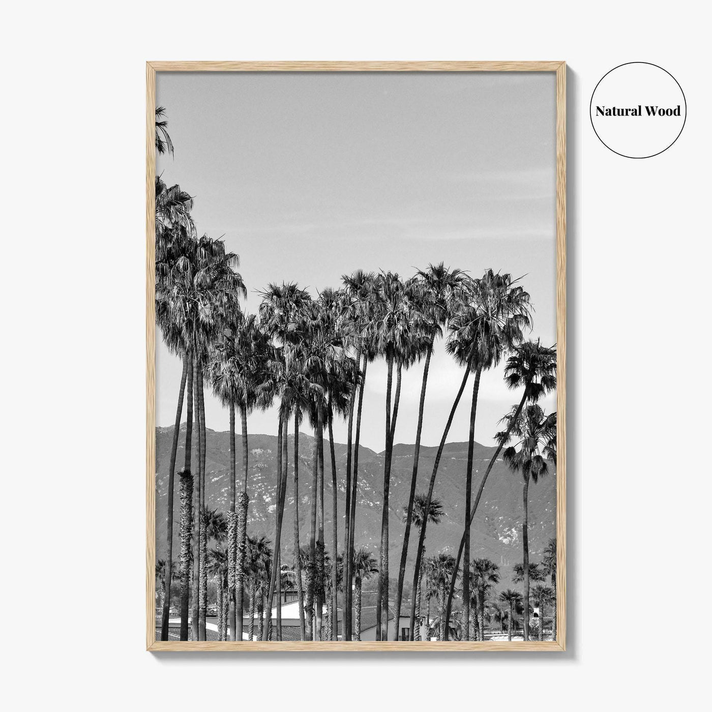 Santa Barbara Black and White Fine Art Photo Print, Palm Trees, California Poster