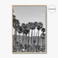 Santa Barbara Black and White Fine Art Photo Print, Palm Trees, California Poster