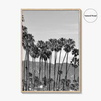 Santa Barbara Black and White Fine Art Photo Print, Palm Trees, California Poster