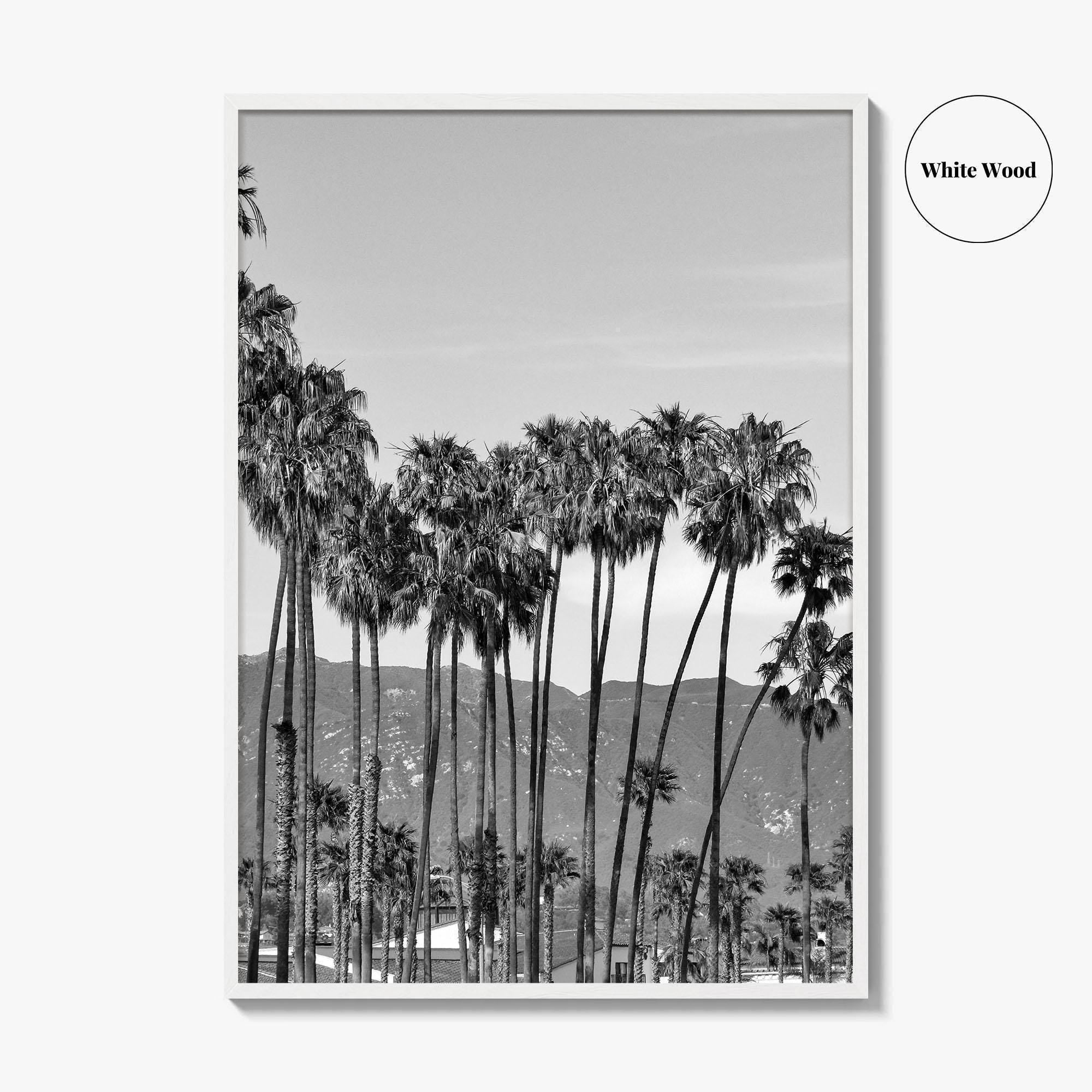 Santa Barbara Black and White Fine Art Photo Print, Palm Trees, California Poster