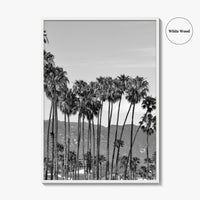 Santa Barbara Black and White Fine Art Photo Print, Palm Trees, California Poster