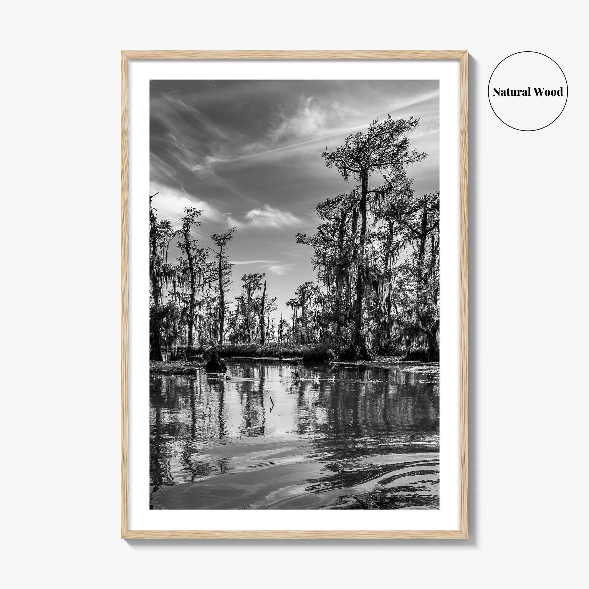 Louisiana Black and White Fine Art Photo Print, New Orleans Swamp, Bayou Poster