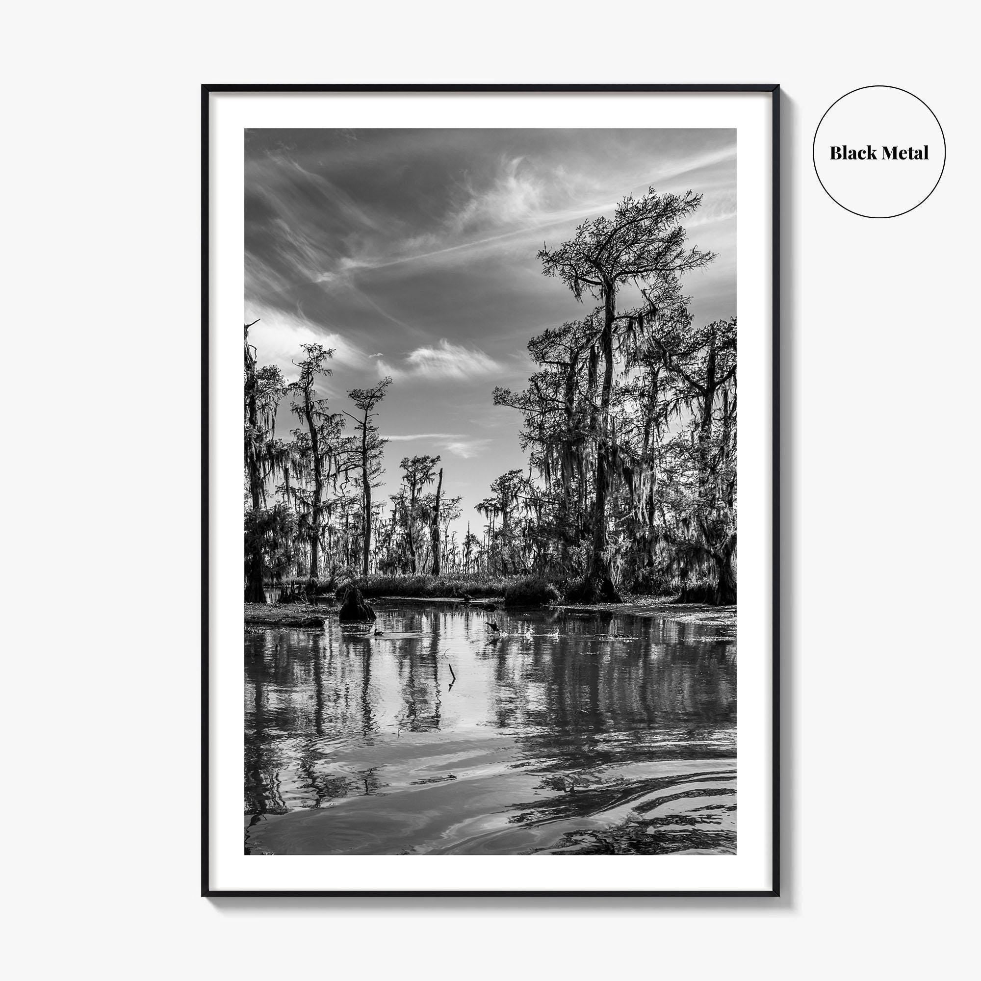 Louisiana Black and White Fine Art Photo Print, New Orleans Swamp, Bayou Poster