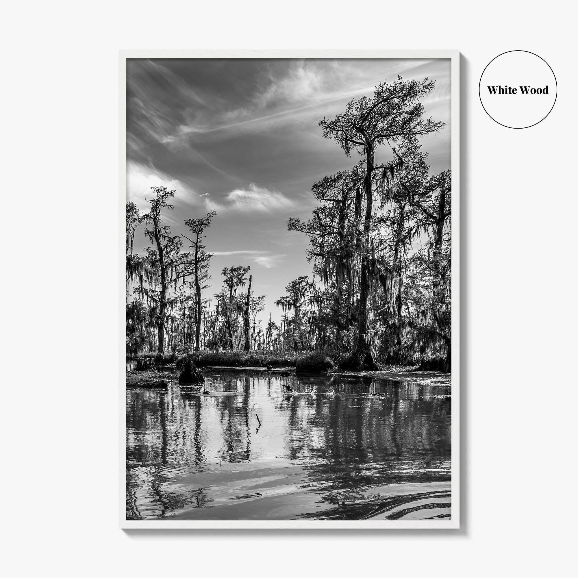 Louisiana Black and White Fine Art Photo Print, New Orleans Swamp, Bayou Poster