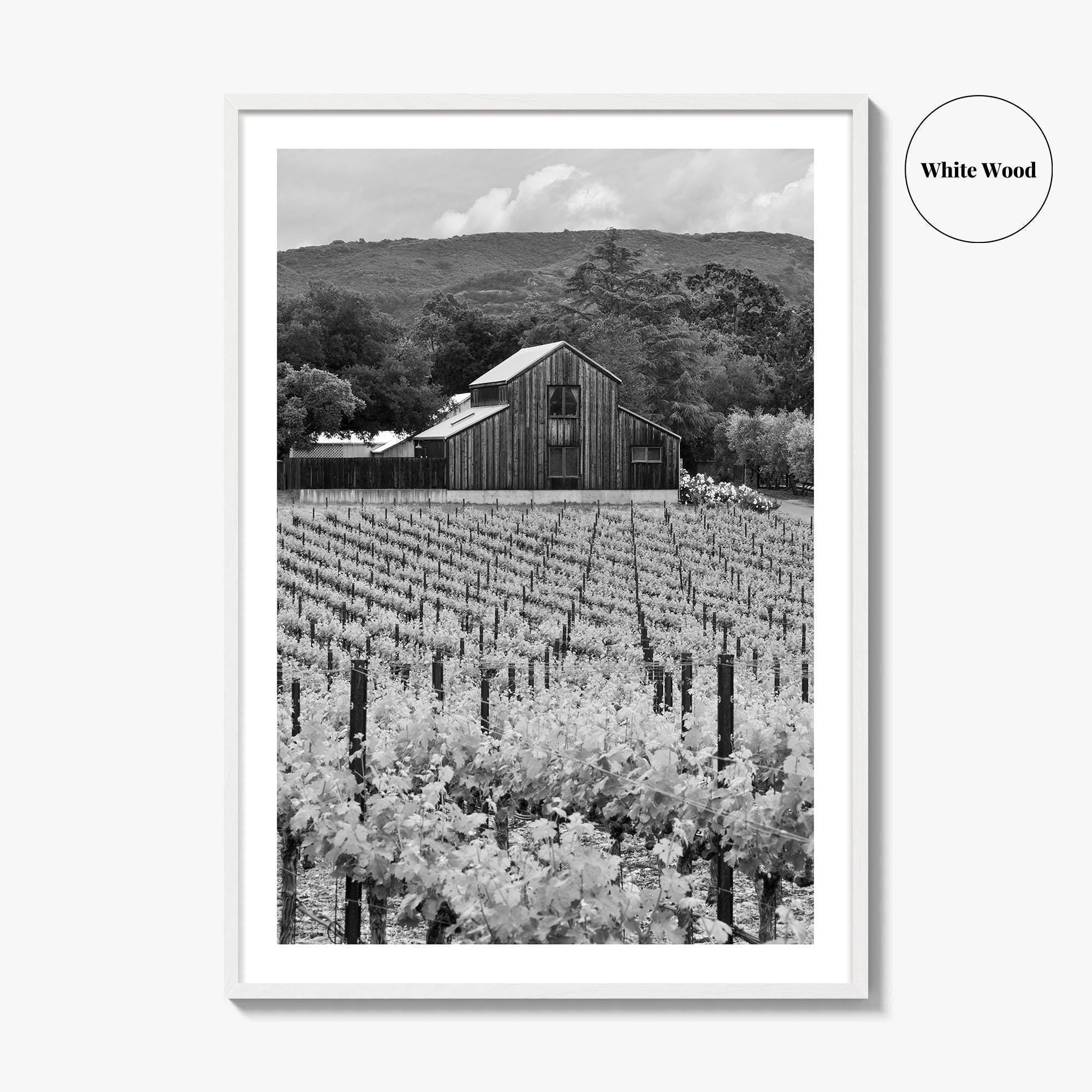 Napa Valley Black and White Fine Art Photo Print, Vineyards California Poster
