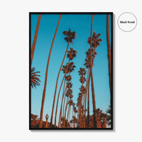 Pacific Palisades Fine Art Photo Print, Los Angeles, California, USA, Palms Poster