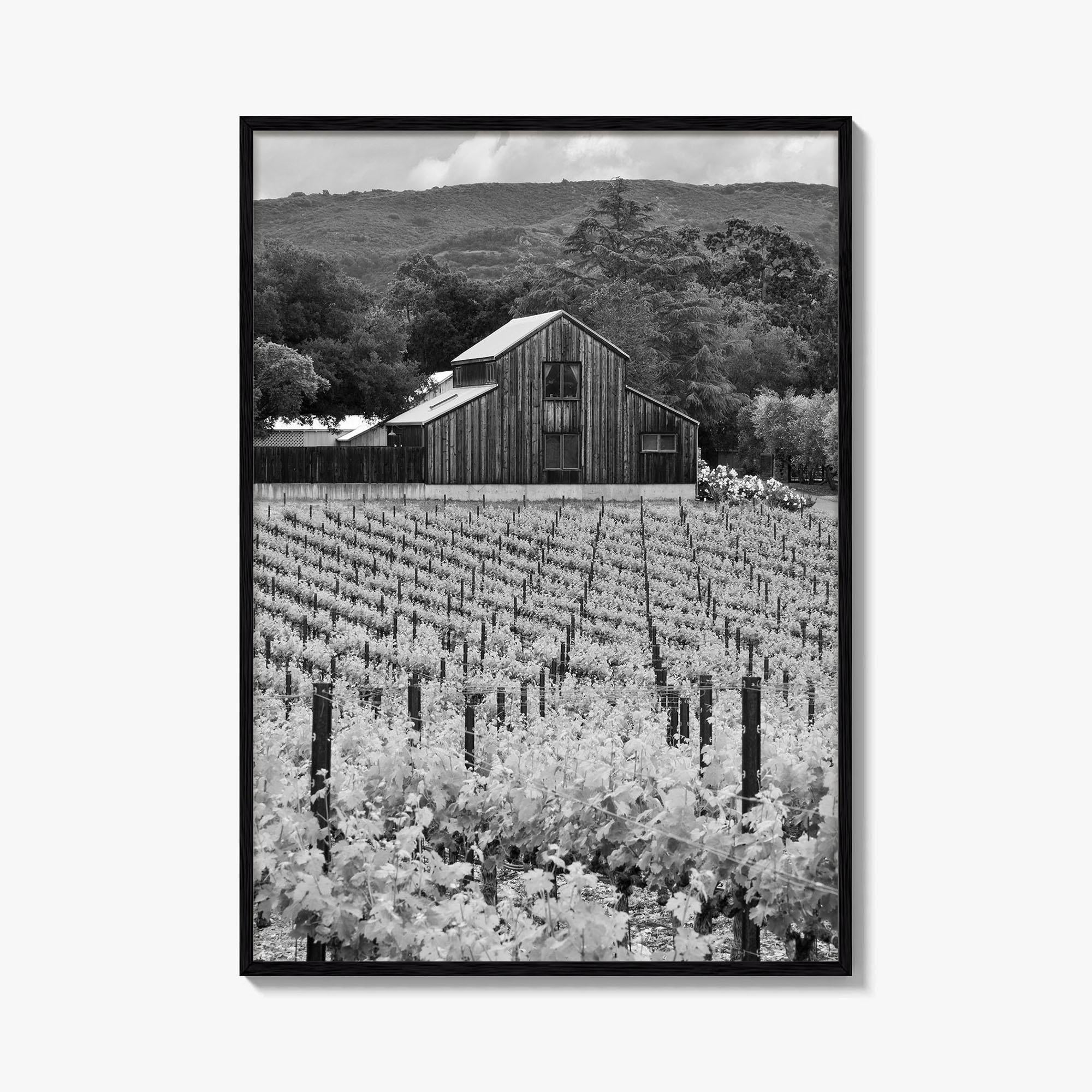 Napa Valley Black and White Fine Art Photo Print, Vineyards California Poster