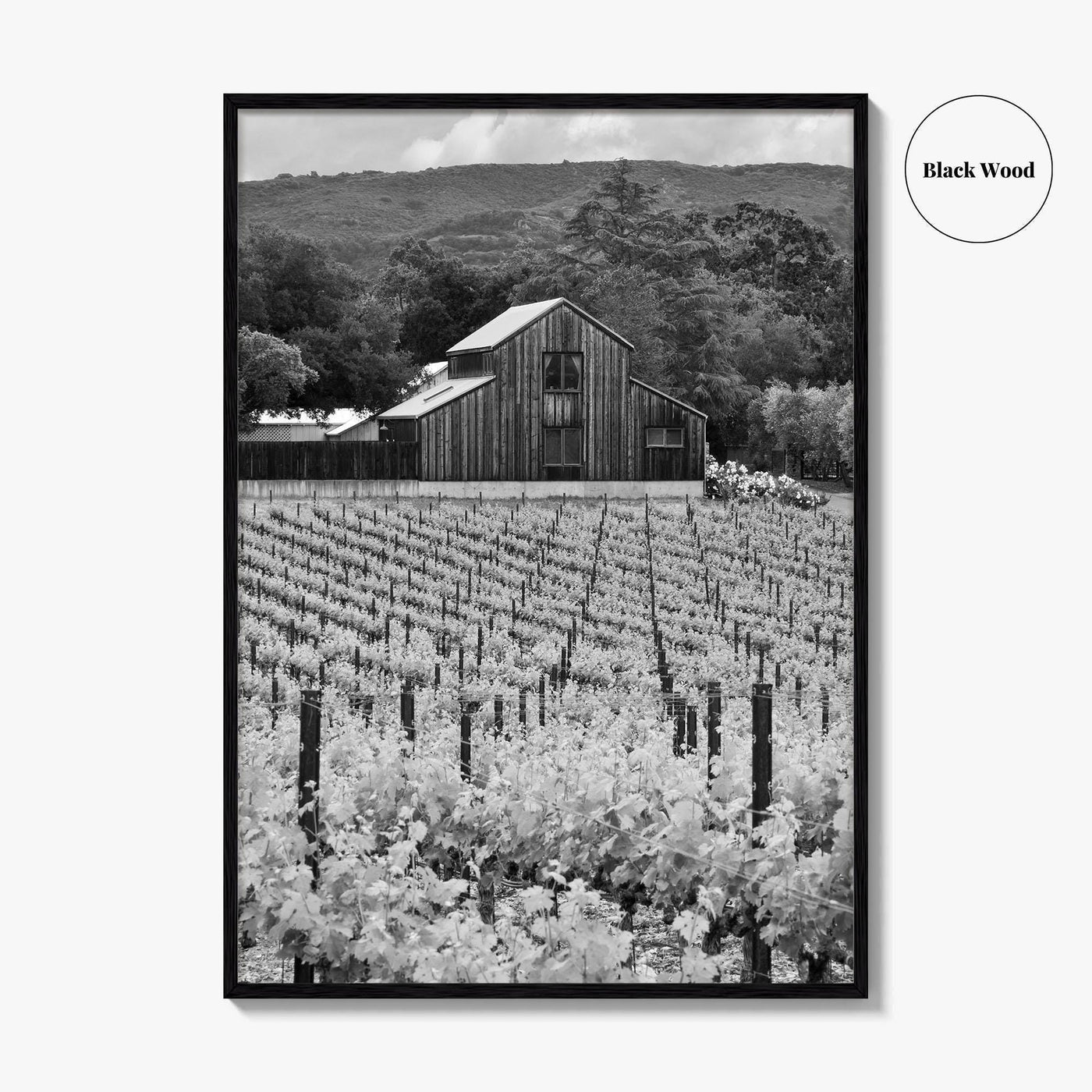 Napa Valley Black and White Fine Art Photo Print, Vineyards California Poster