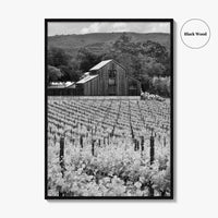 Napa Valley Black and White Fine Art Photo Print, Vineyards California Poster