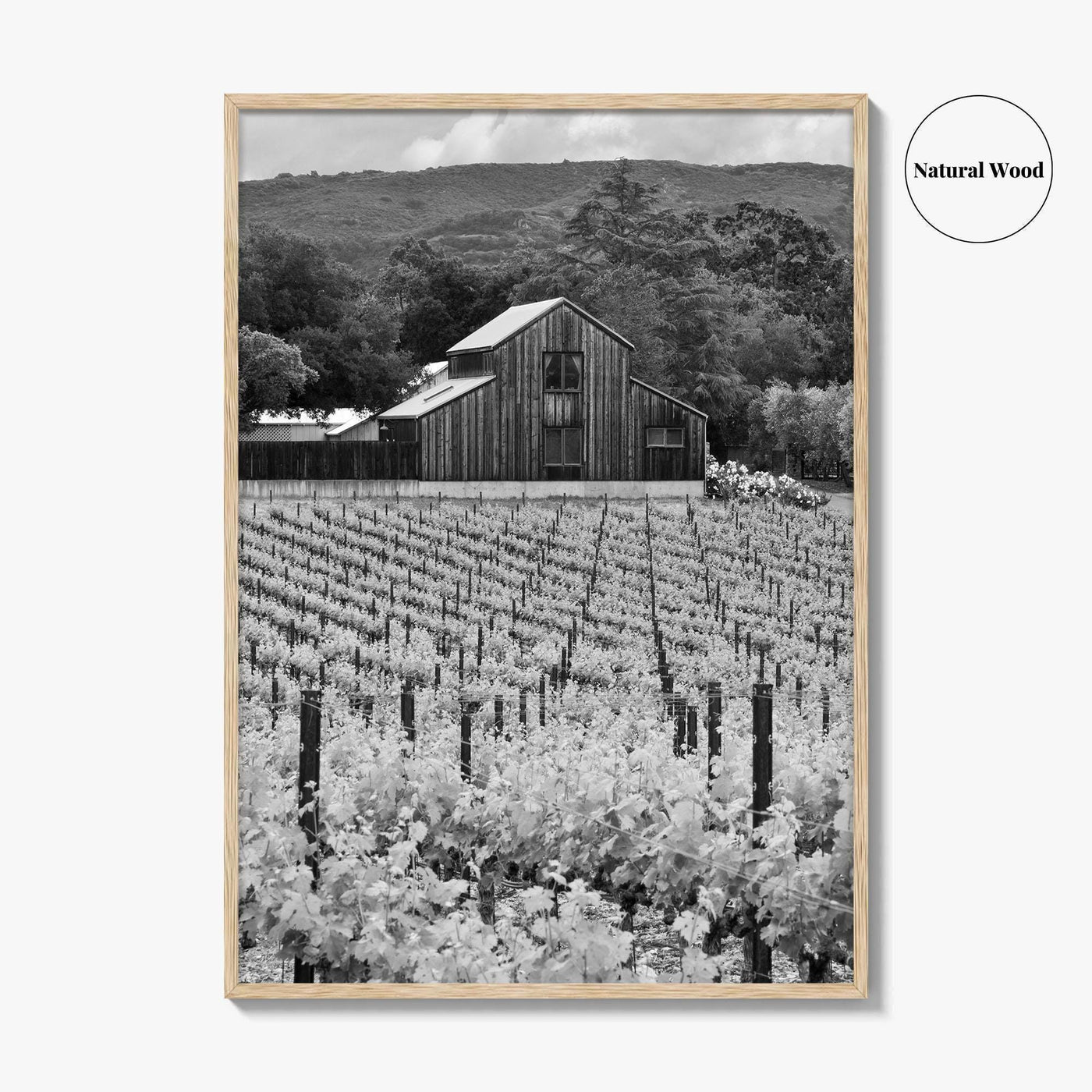 Napa Valley Black and White Fine Art Photo Print, Vineyards California Poster
