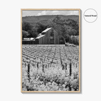 Napa Valley Black and White Fine Art Photo Print, Vineyards California Poster