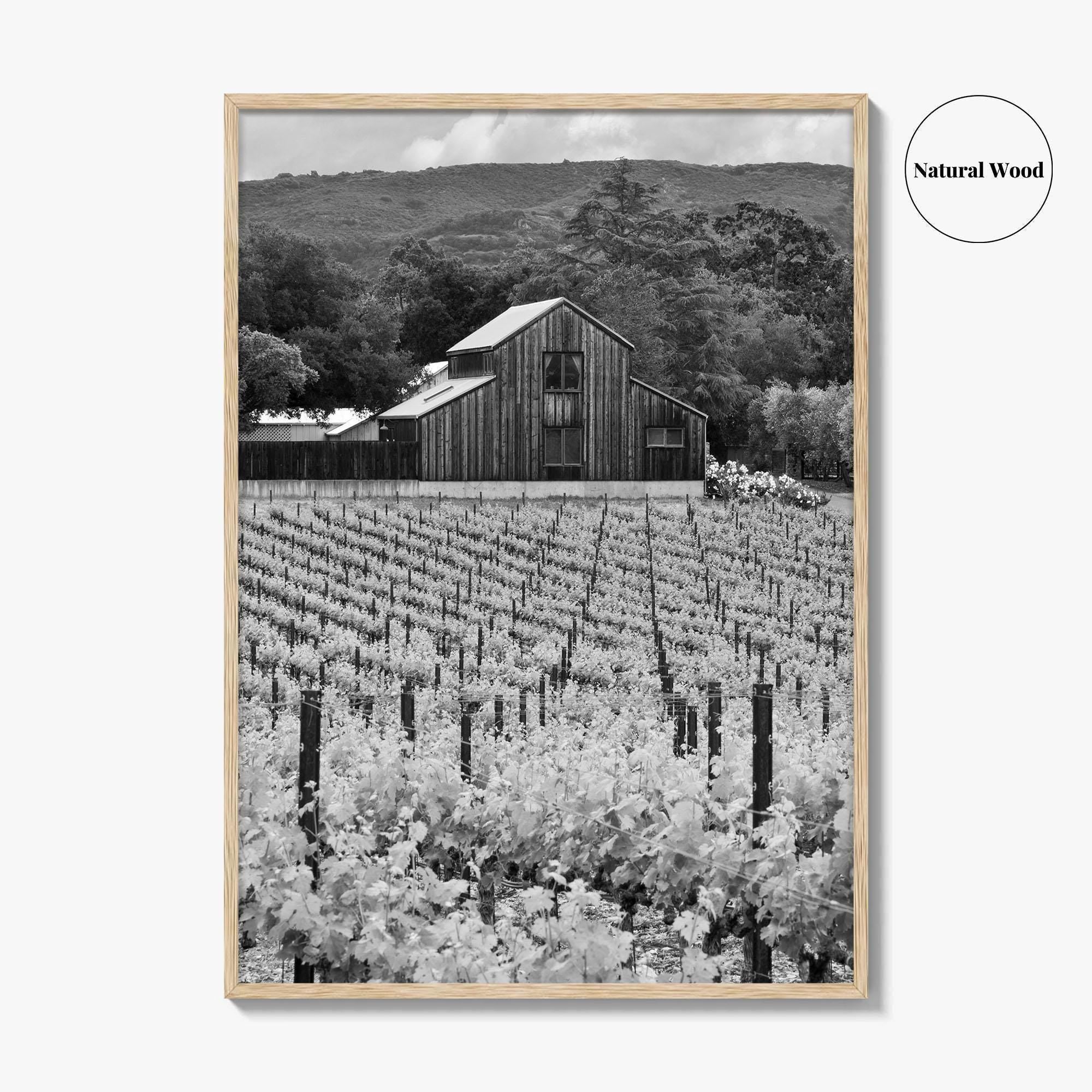 Napa Valley Black and White Fine Art Photo Print, Vineyards California Poster
