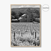 Napa Valley Black and White Fine Art Photo Print, Vineyards California Poster
