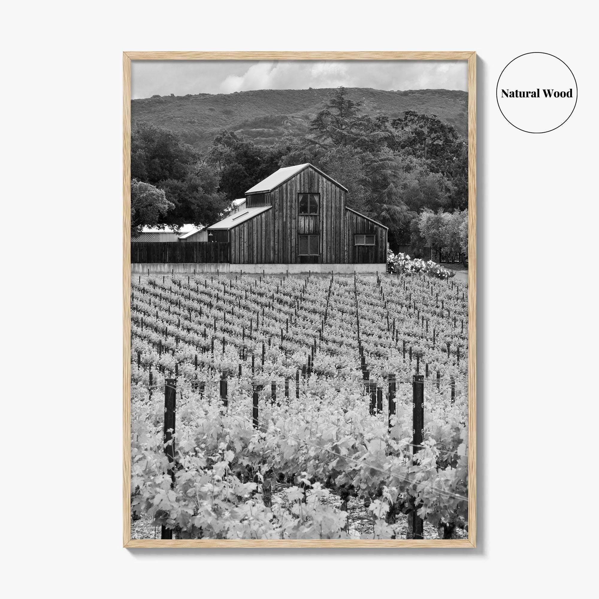 Napa Valley Black and White Fine Art Photo Print, Vineyards California Poster