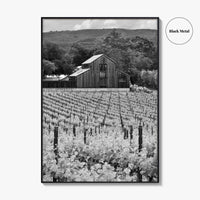 Napa Valley Black and White Fine Art Photo Print, Vineyards California Poster
