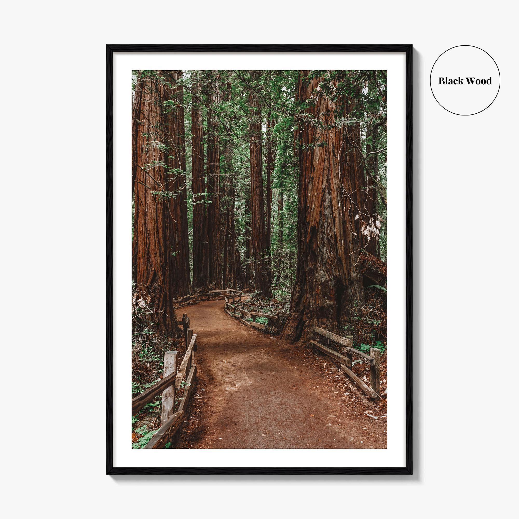 Muir Woods National Monument Fine Art Photo Print, Mill Valley, California, USA Poster