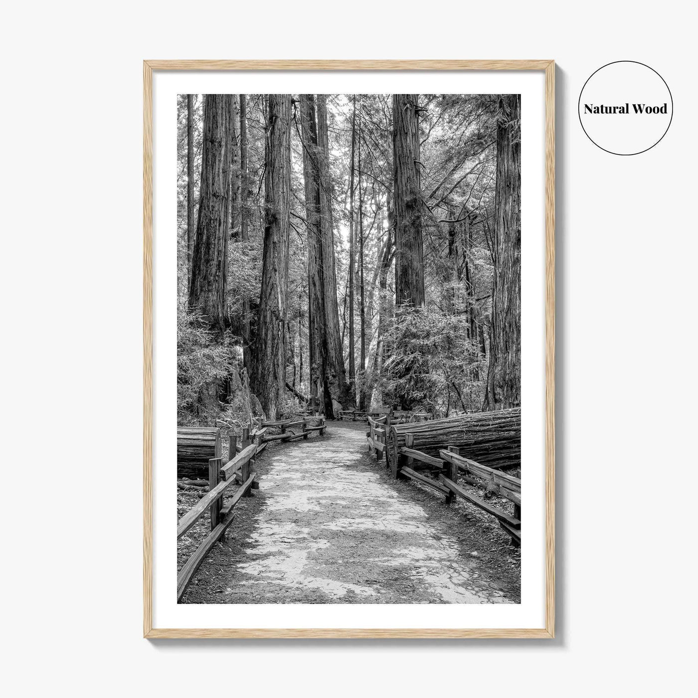 Muir Woods Black and White Fine Art Photo Print, Redwood Forest California Poster