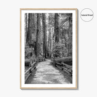Muir Woods Black and White Fine Art Photo Print, Redwood Forest California Poster